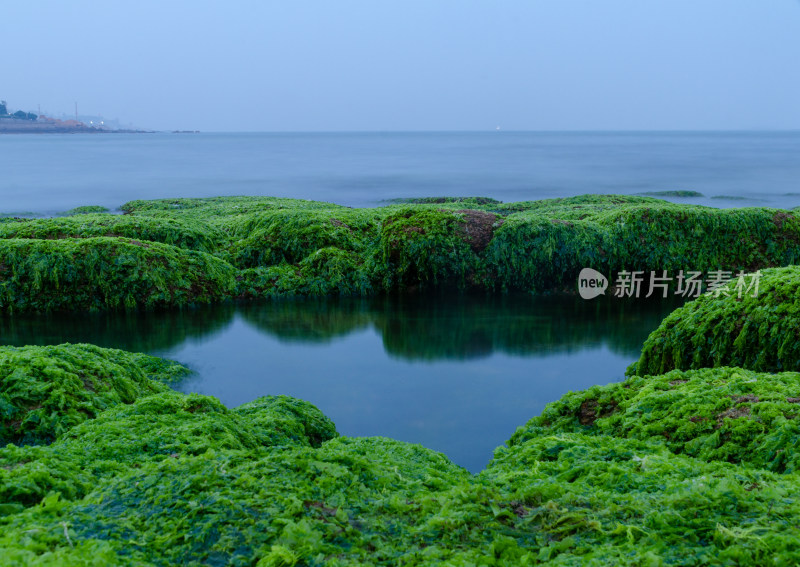 绿藻布满岩石的海岸