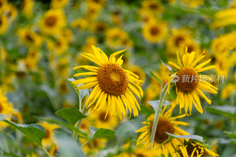 福州花海公园向日葵