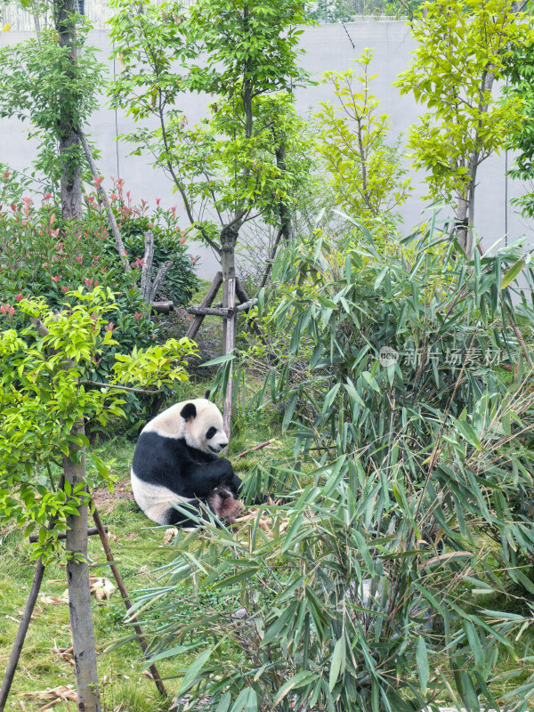 成都大熊猫繁育研究基地的大熊猫