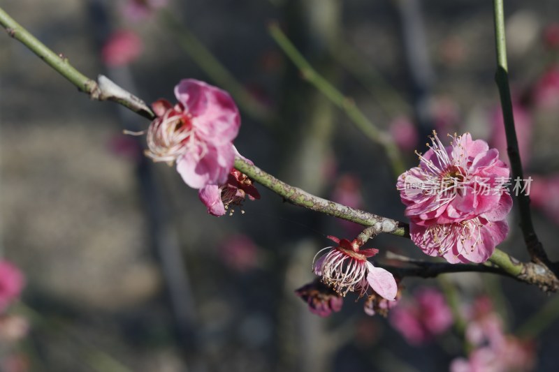 梅花 腊梅 红梅花