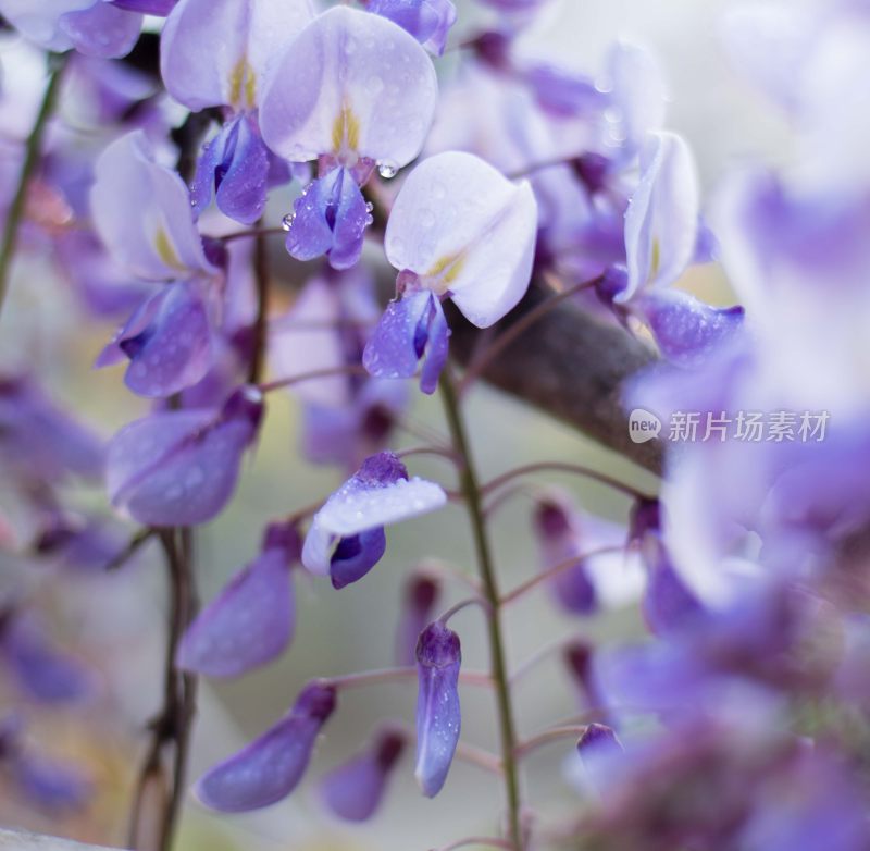 盛开的紫藤萝