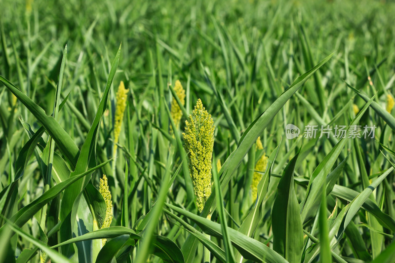 小雨中田地里抽穗的高粱