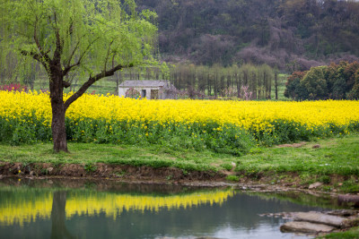 春天公园油菜花盛开 上方山春色