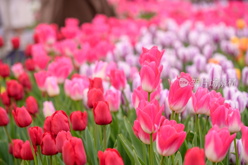 郁金香花海