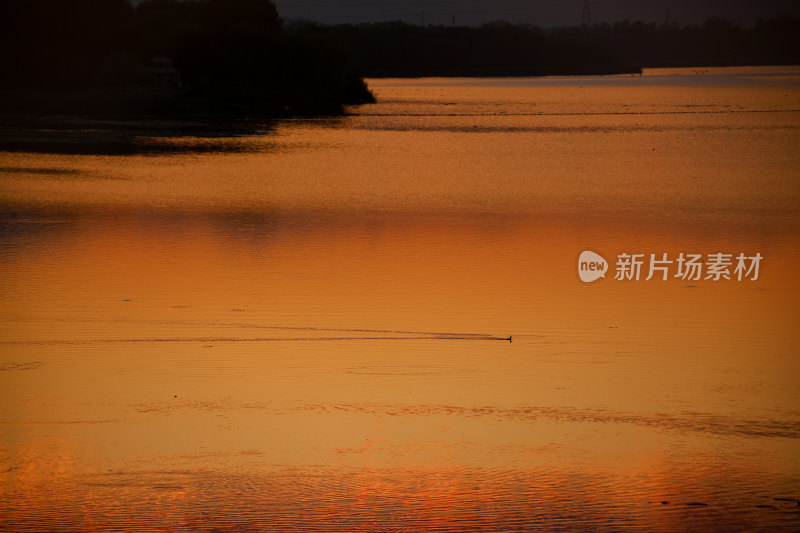 夕阳下水面上的鸟群晚霞