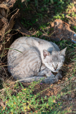 阳光草地上被打扰睡觉的猫