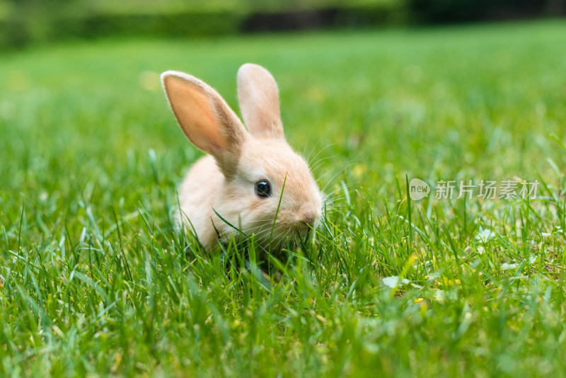 草甸上的兔子