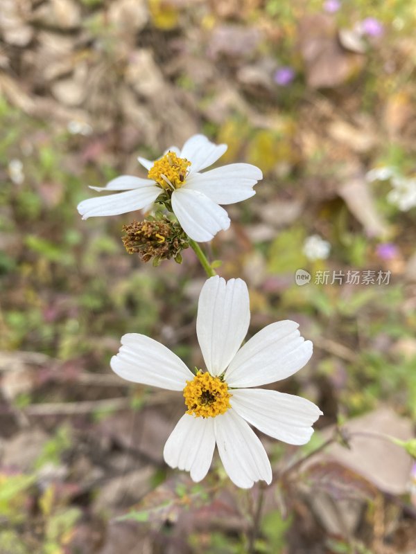 白色野花特写，黄色花蕊清晰可见