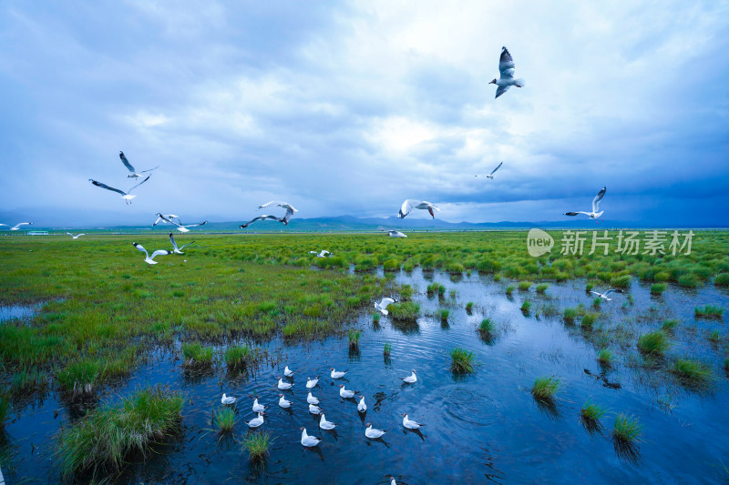 若尔盖花湖景区海鸥