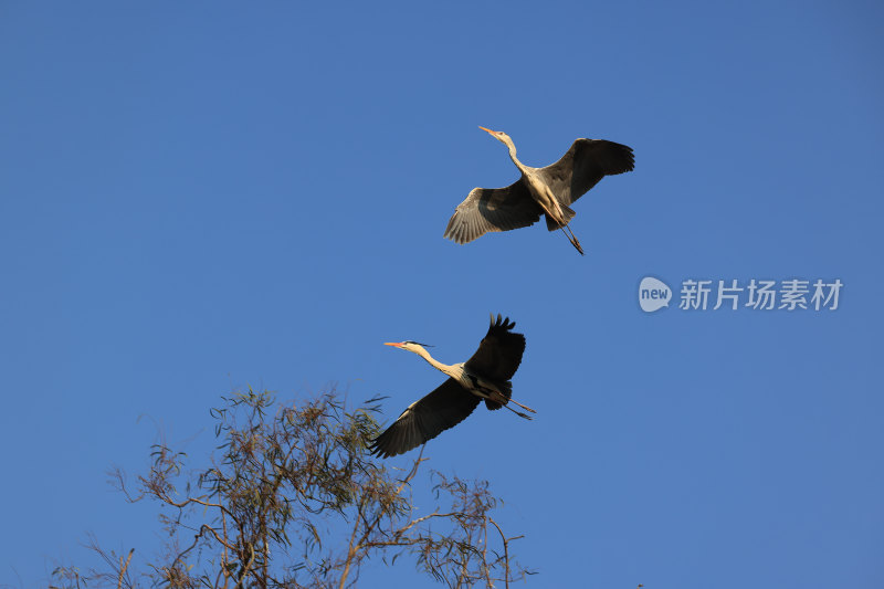 鹭鸟翩跹生态美