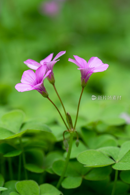 春天的酢浆草开花特写