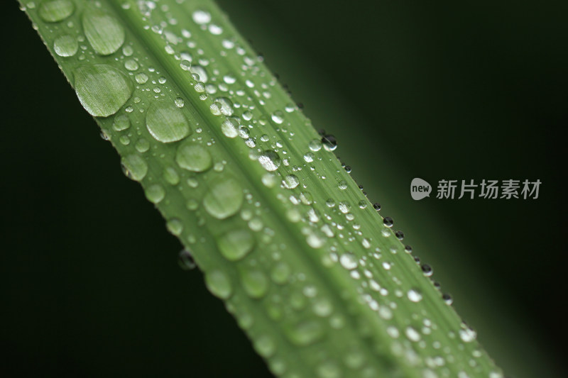 绿色叶片上的水珠水滴素材背景