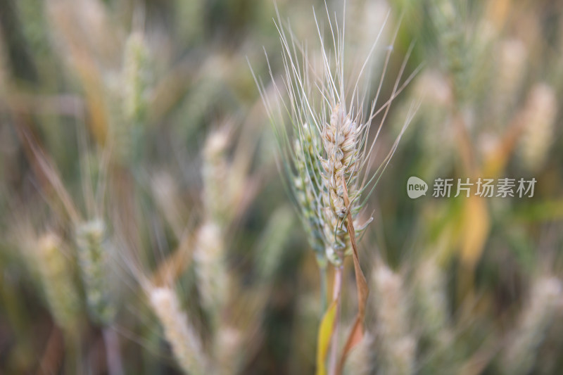 夏天户外田里即将成熟的小麦麦穗特写