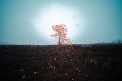 深秋风光/植被/秋景/树