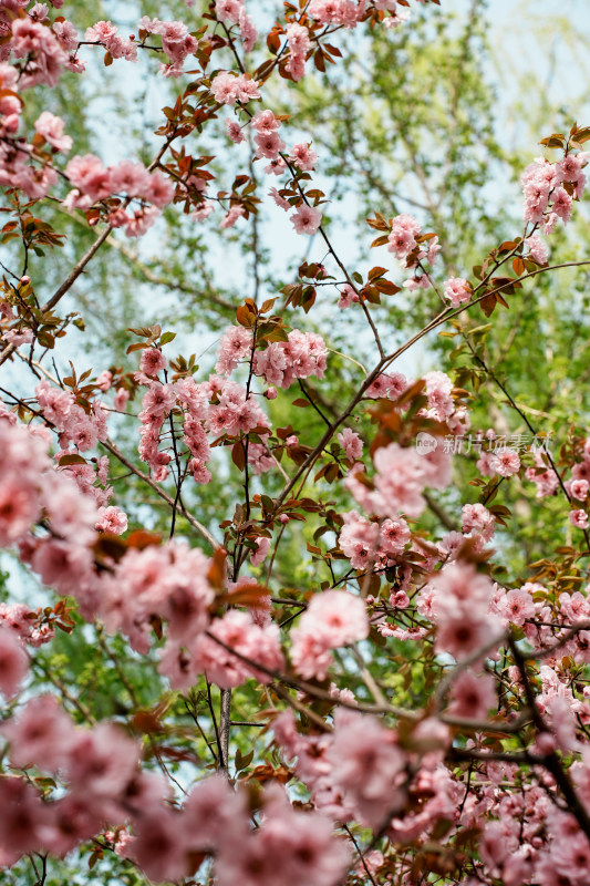 北京玉渊潭公园樱花节樱花