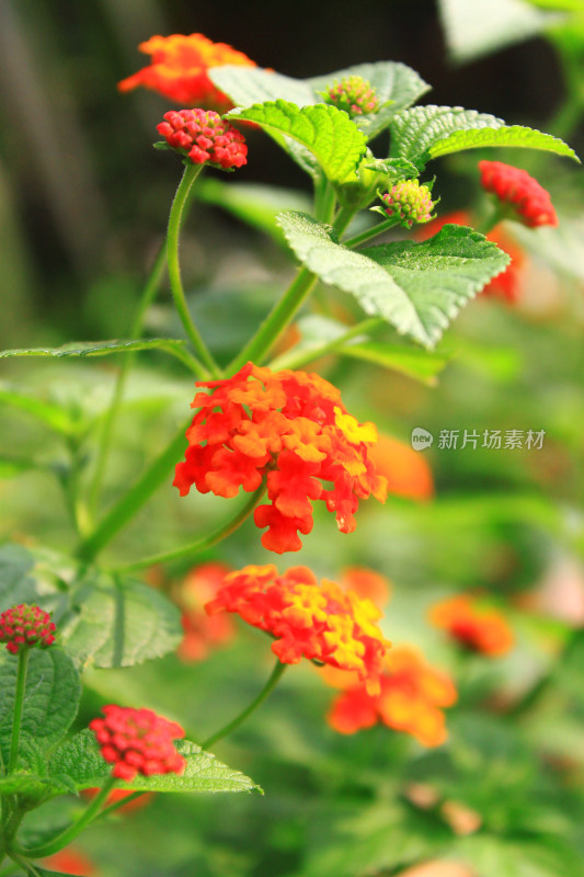 植物花朵