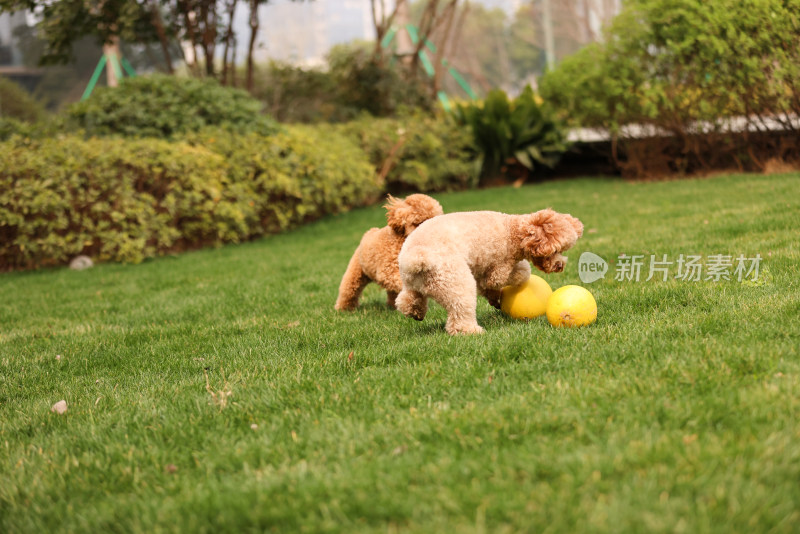 两只草地上玩耍的泰迪犬