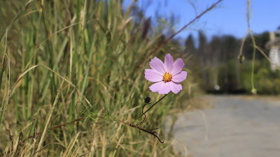 路边小花