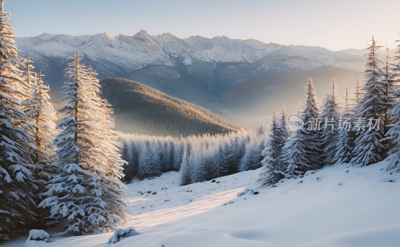 冬季森林白雪覆盖风景