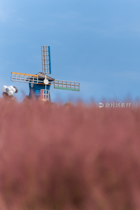 粉黛卵子草和风车