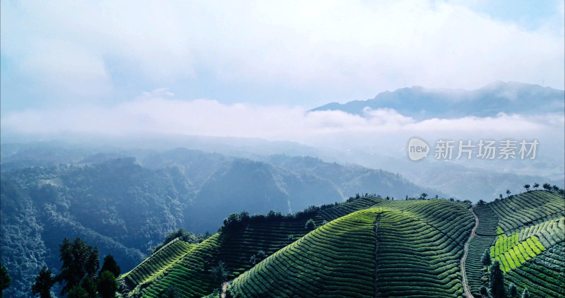 茶山云雾