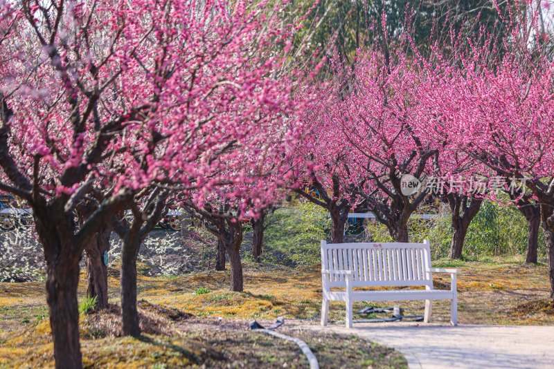 花开海上梅花节