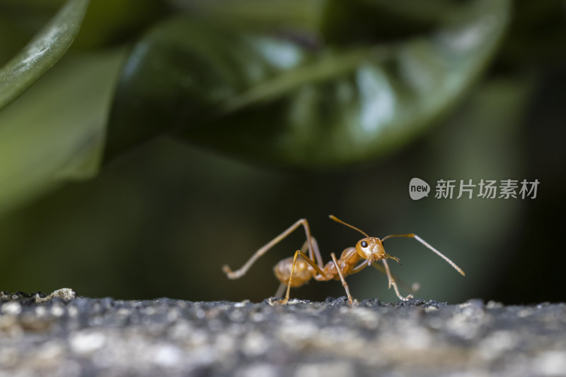 三亚户外黄色蚂蚁