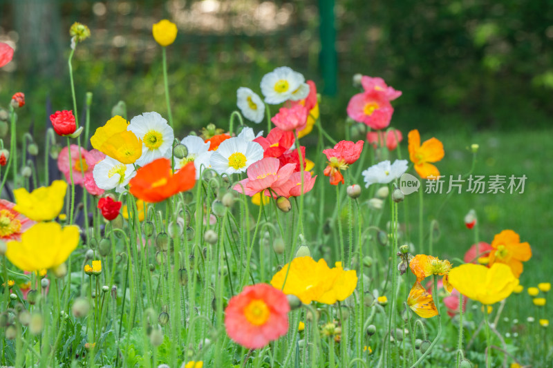 共青森林公园莫奈花园花海