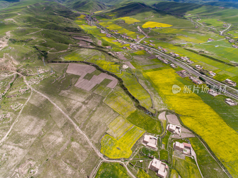 藏地乡村民居油菜花航拍全景图