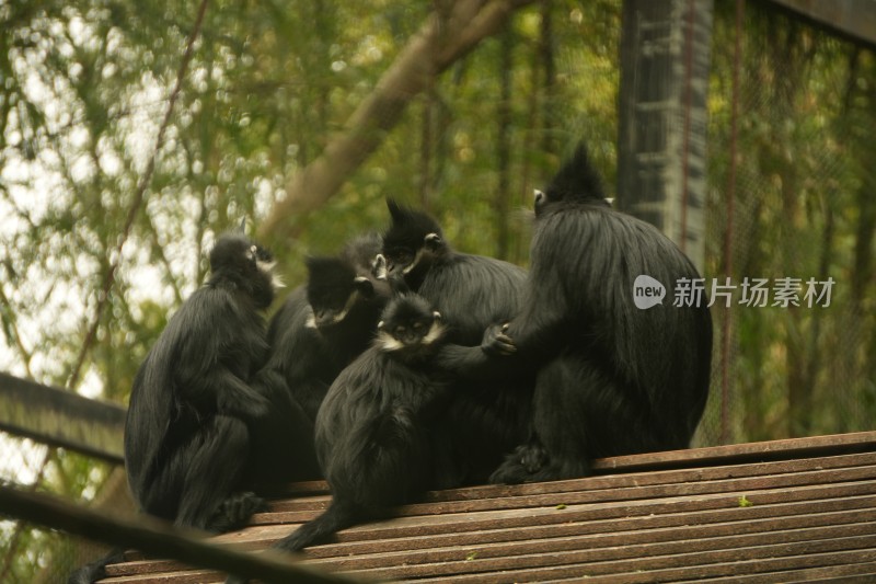 黑叶猴坐于木架上的场景