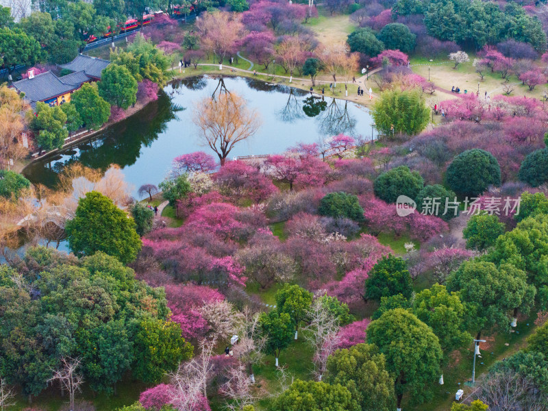 长沙橘子洲梅园梅花