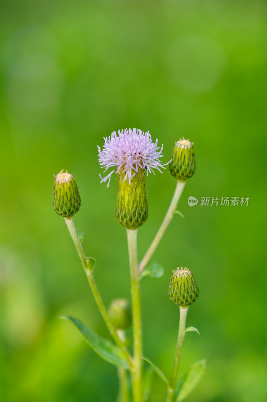 春天野外的小蓟草开花