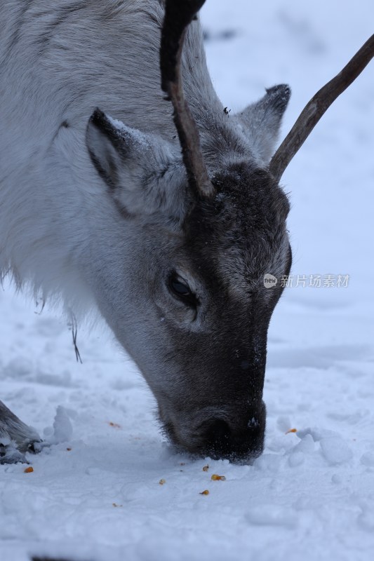 雪地中驯鹿低头觅食的特写画面