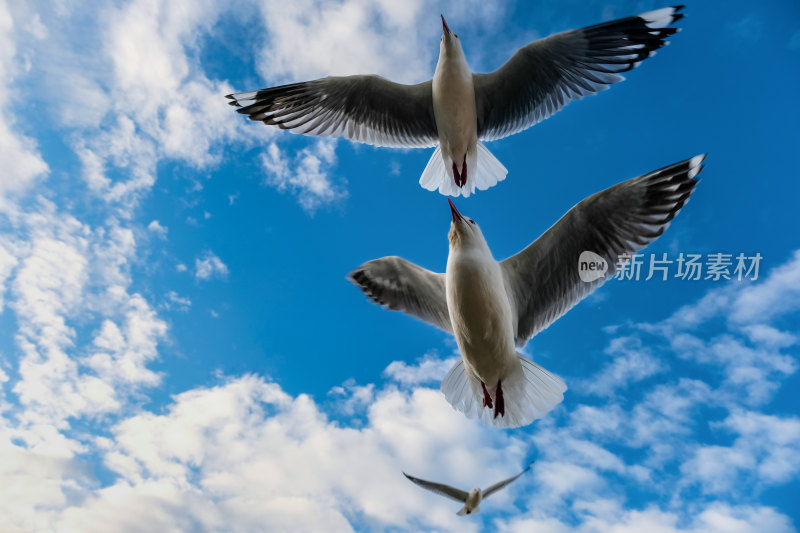 蓝天中飞翔的海鸥