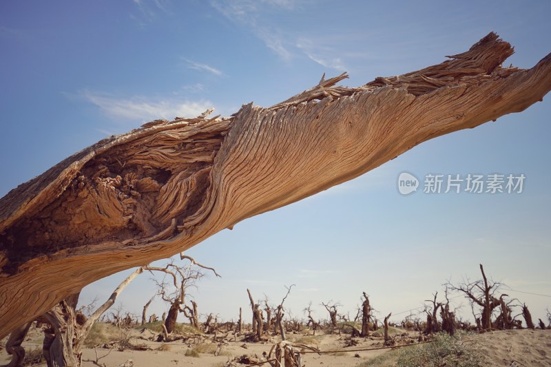 内蒙古额济纳，怪树林——干枯的胡杨树