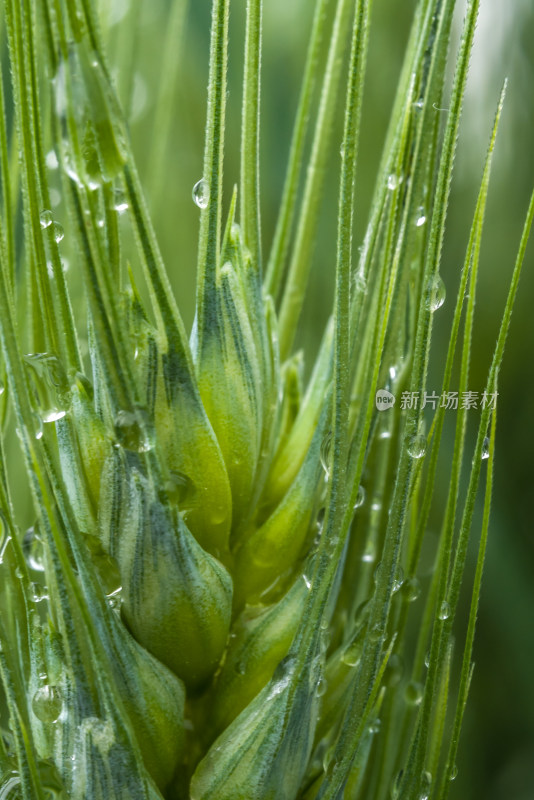 小麦开花麦穗麦子粮食丰收希望谷雨小满