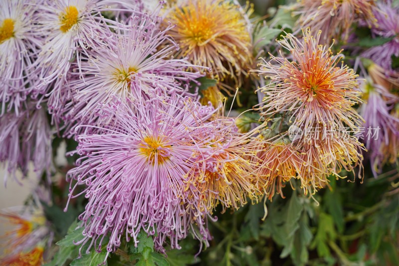 菊花素材