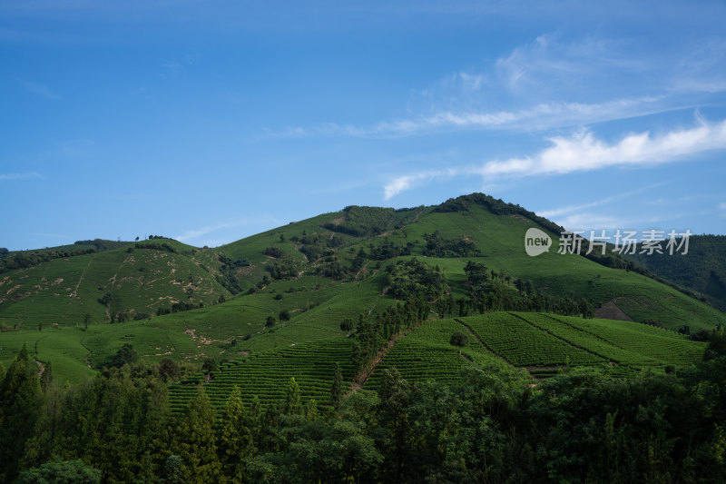 安吉茶山白茶种植