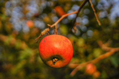 红苹果在树枝上