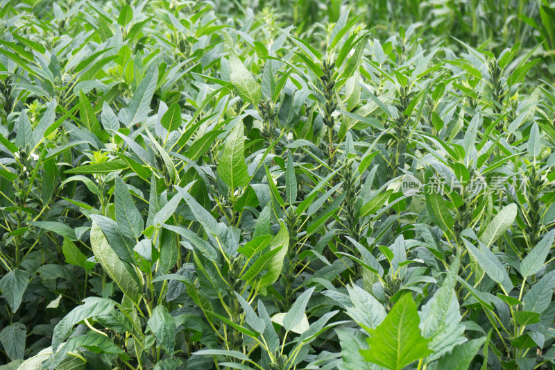 中国北方夏末的芝麻田