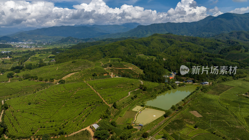 茶园，梯田，茶叶种植基地