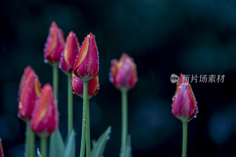 雨滴郁金香