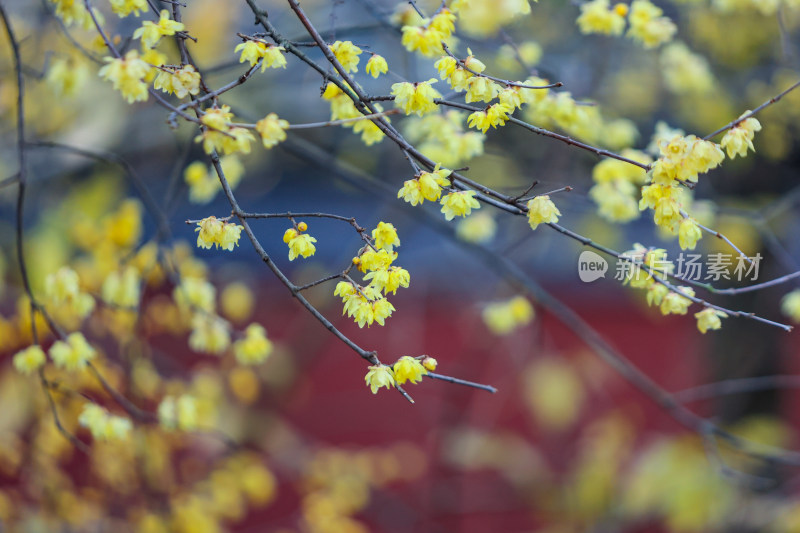 杭州钱王祠梅花与古建筑