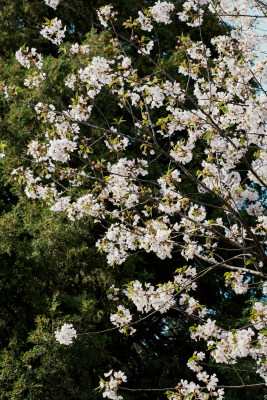 北京玉渊潭公园樱花节樱花