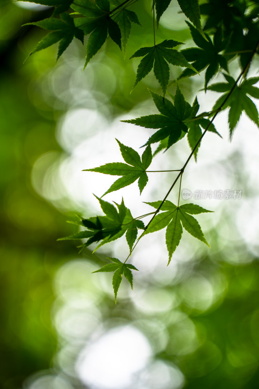 绿叶新枝特写，清新自然的植物景象