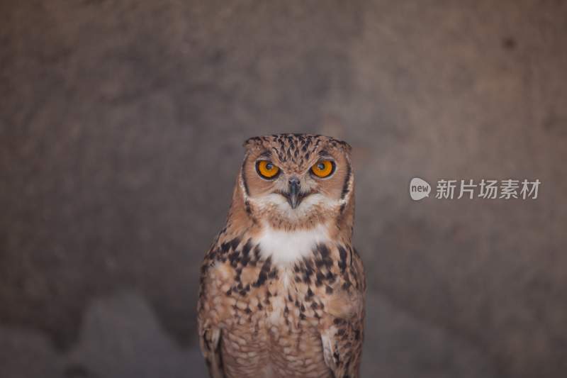 野生动物猫头鹰