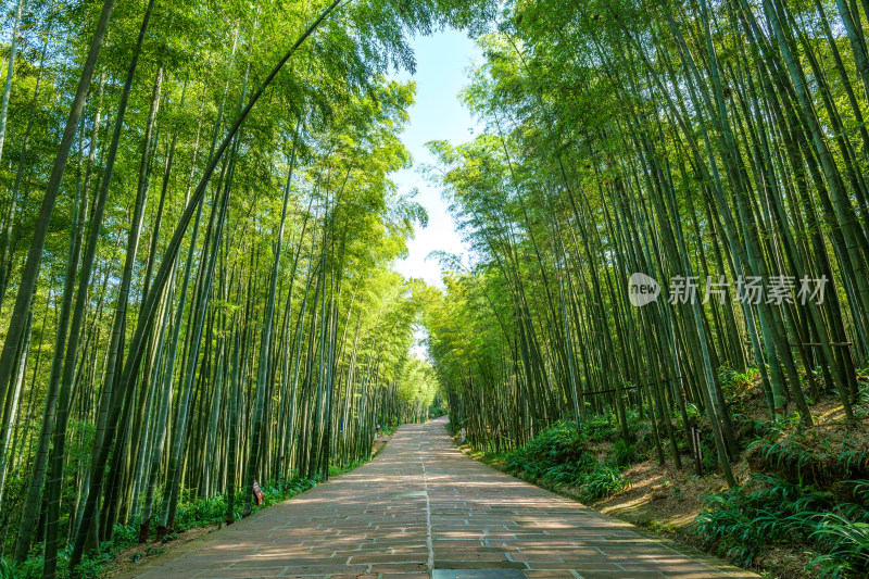 四川宜宾蜀南竹海自然风光