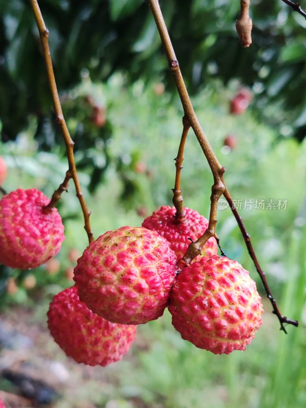 枝头成熟的新鲜荔枝