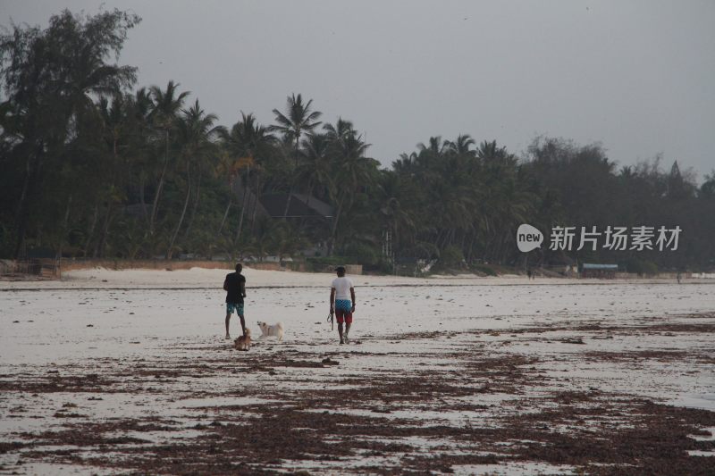 海边清晨遛狗的人