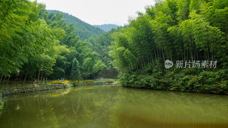 竹林竹海